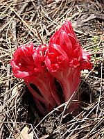 FLORE (20).JPG